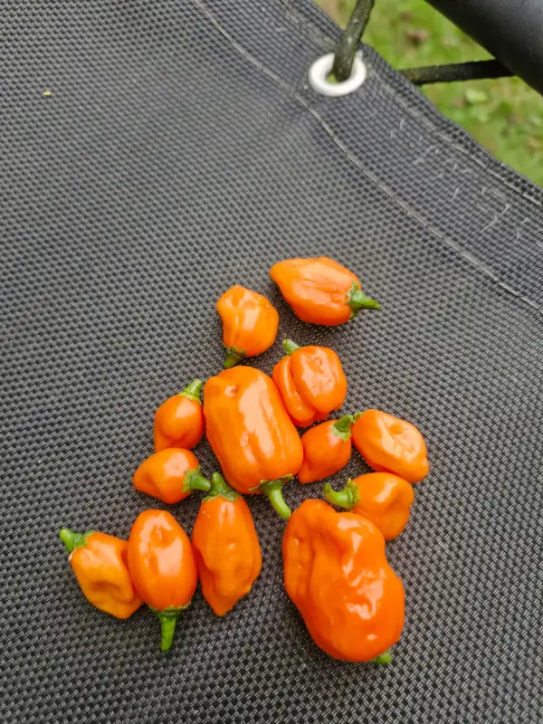 Chili: Habanero Orange