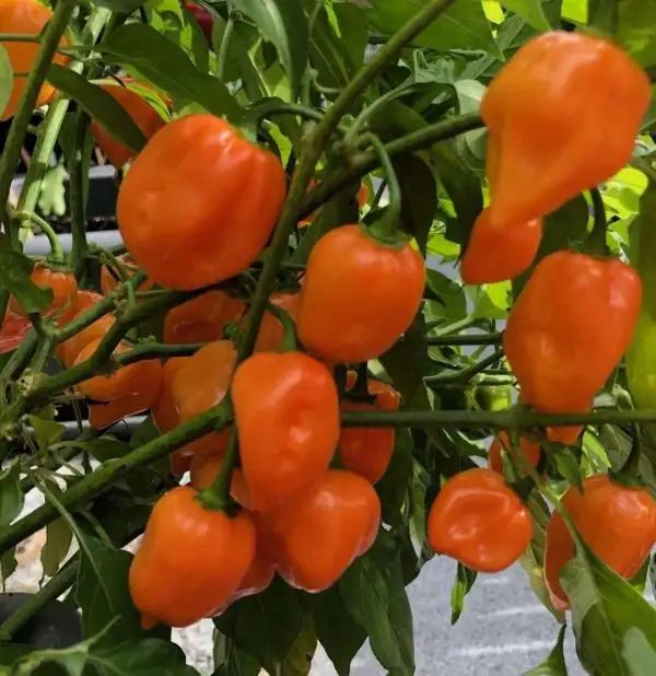 Chili / Paprika: Habanero Orange