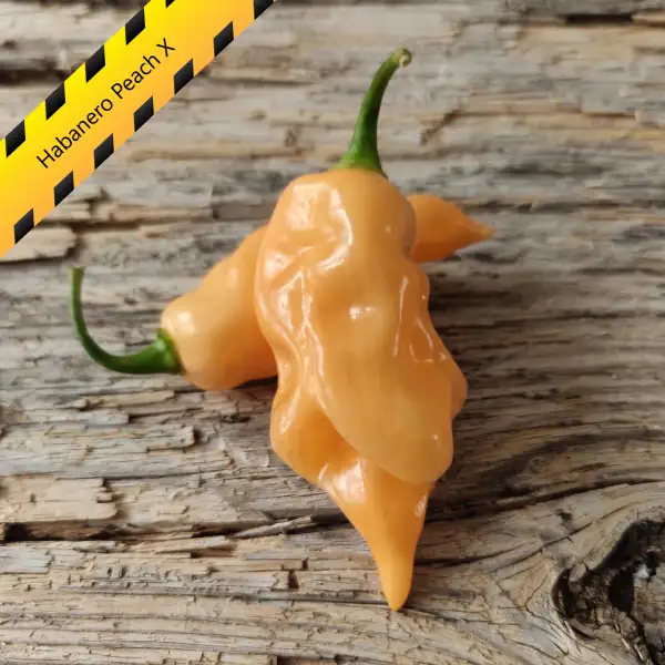 Chili: Habanero Peach X