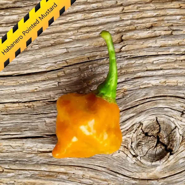 Chili: Habanero Pointed Mustard