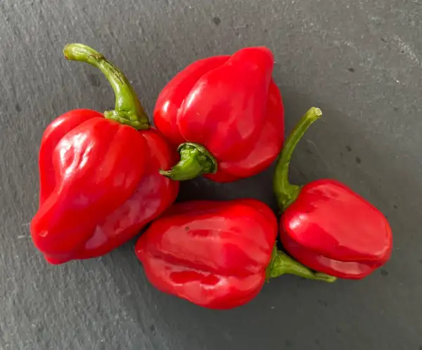 Chili / Paprika: Habanero Red