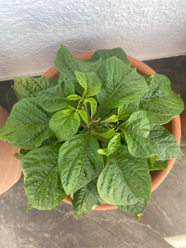 Chili / Paprika: Habanero Red