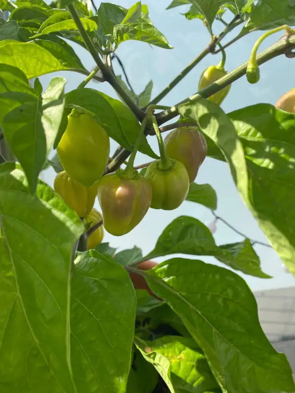 Chili: Habanero Red
