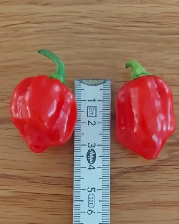 Chili: Habanero Red Savina