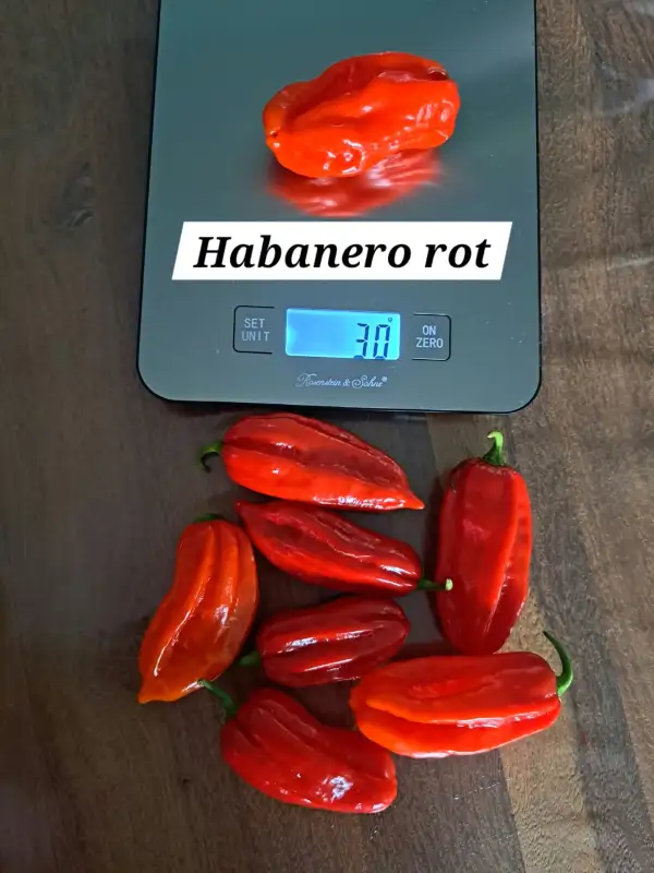 Chili / Paprika: Habanero rot