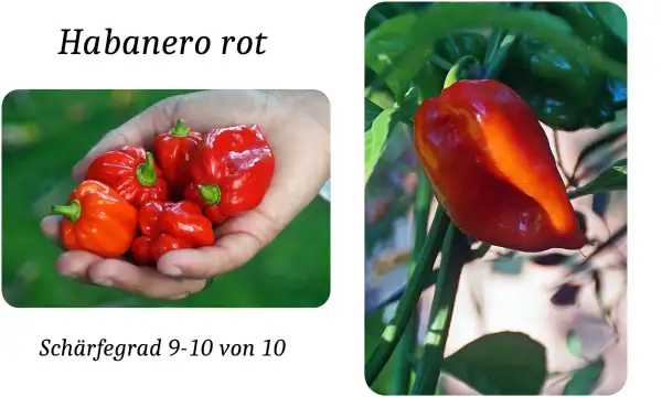 Chili / Paprika: Habanero rot