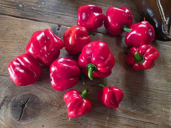 Chili / Paprika: Habanero rot