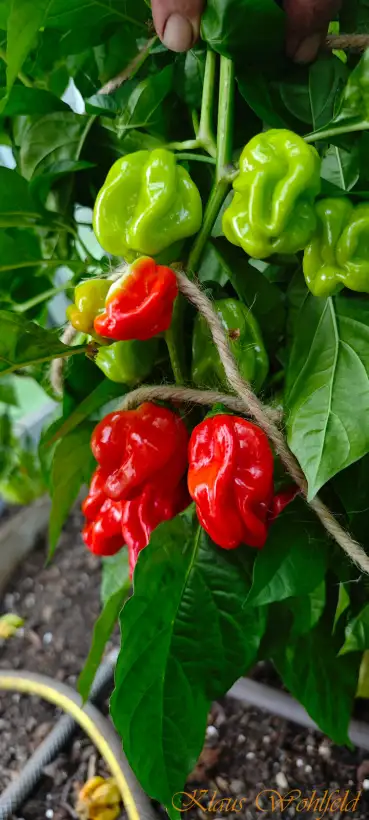 Chili / Paprika: Habanero rot (Schärfe 10)