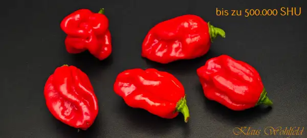 Chili: Habanero rot (Schärfe 10)