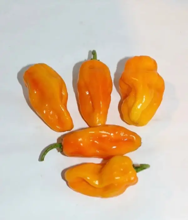 Chili / Paprika: Habanero Tequila Sunrise