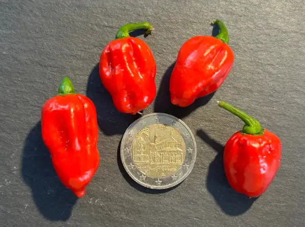 Chili / Paprika: Habanero Tobago Seasoning