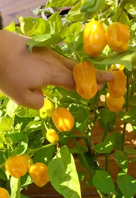 Chili: Habanero West Indian Yellow
