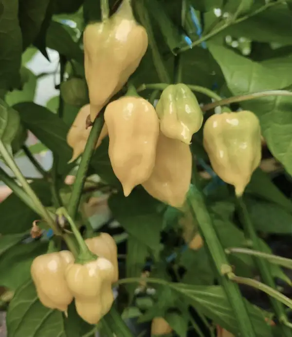 Chili: Habanero white