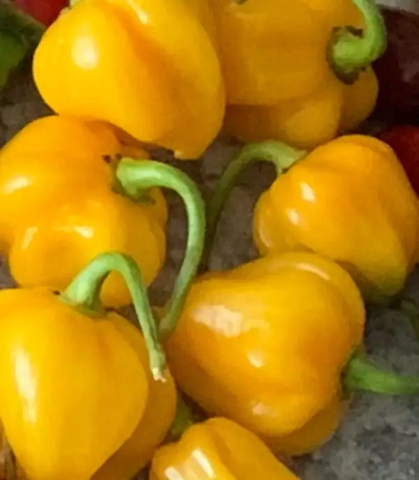 Chili / Paprika: Habanero yellow