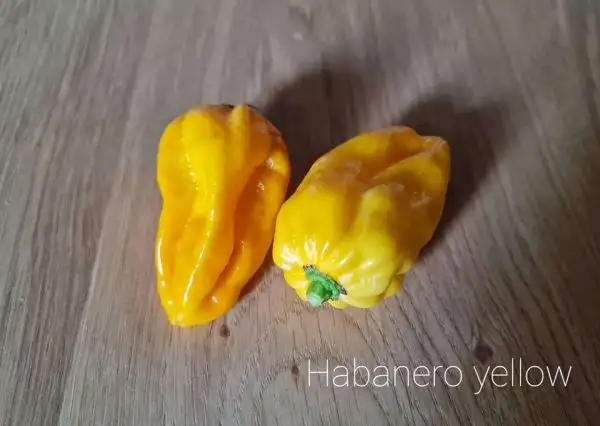 Chili / Paprika: Habanero yellow