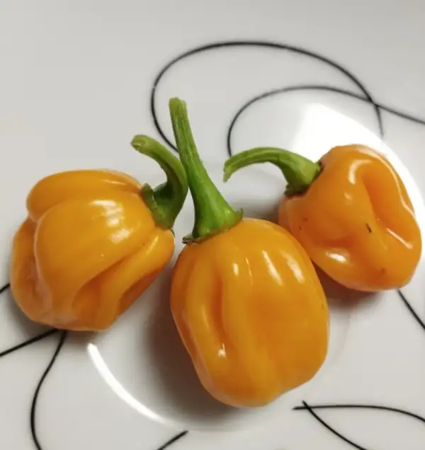 Chili / Paprika: Habanero yellow