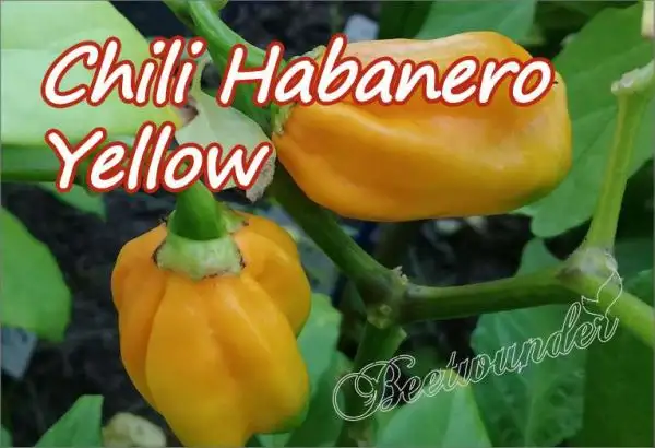 Chili / Paprika: Habanero yellow