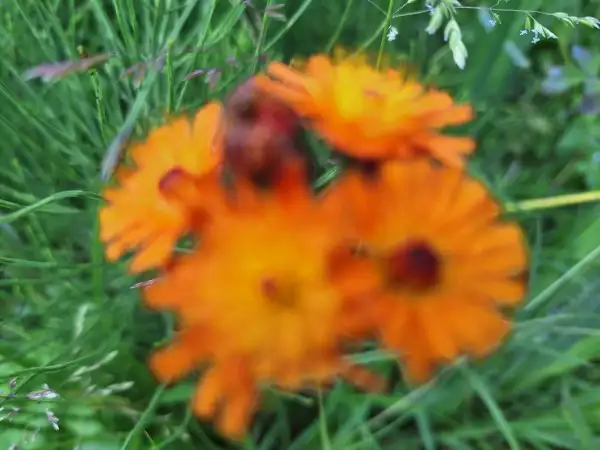 Blumen: Habichskraut - Gelb/Orange/Rot