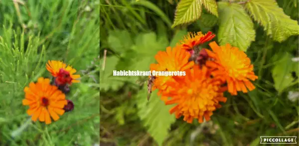 Blumen: Habichskraut - Gelb/Orange/Rot