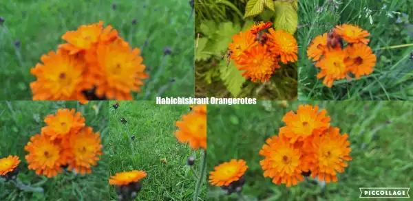Blumen: Habichskraut - Gelb/Orange/Rot