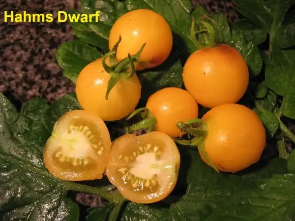 Tomaten: Hahms Dwarf