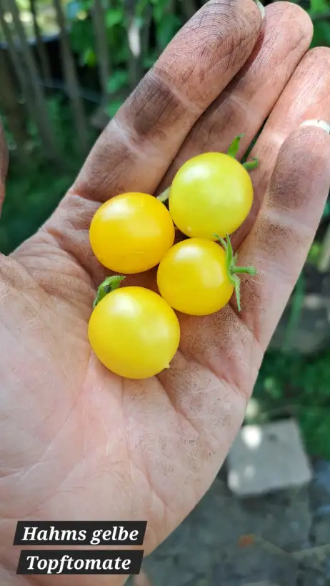 Tomaten: Hahms gelbe Topftomate