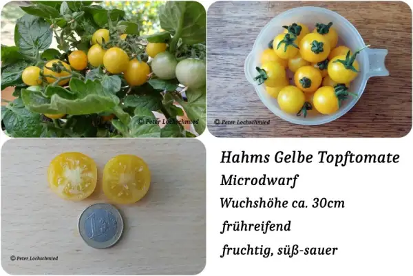 Tomaten: Hahms Gelbe Topftomate Microdwarf