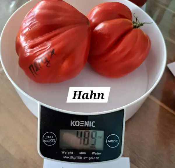 Tomaten: Hahn