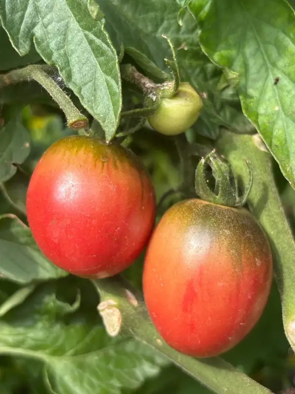 Tomaten: Haileys Purple Comet
