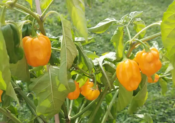 Chili: Hainan Yellow Lantern