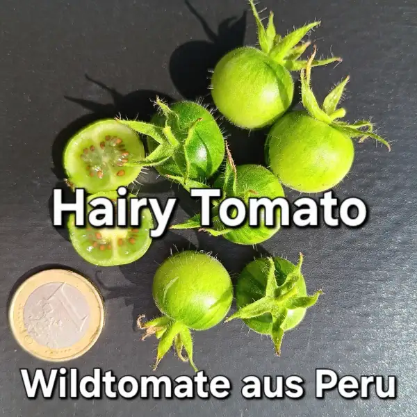 andere Gemüse: Hairy Tomato