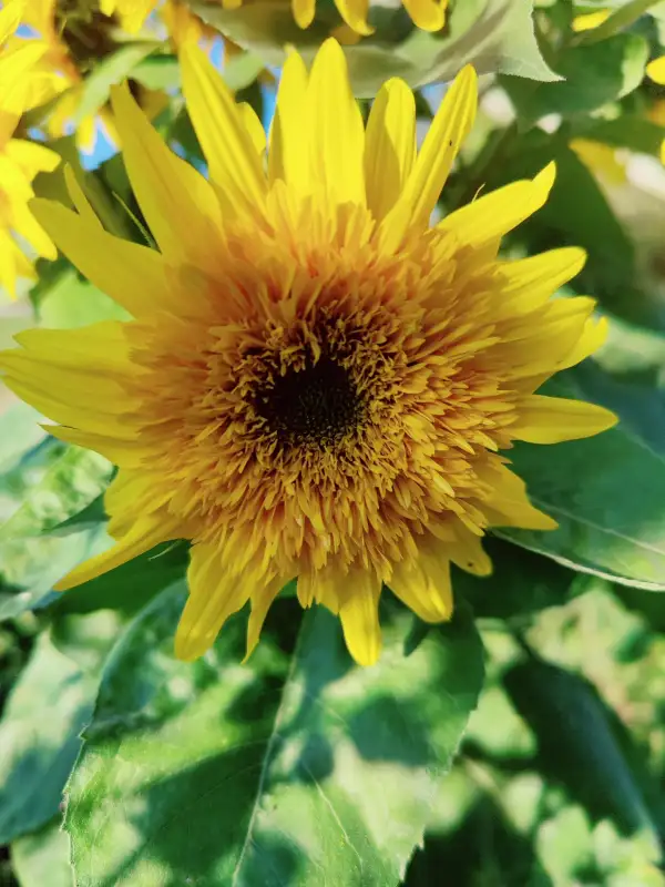 Blumen: Halbgefüllte Sonnenblume