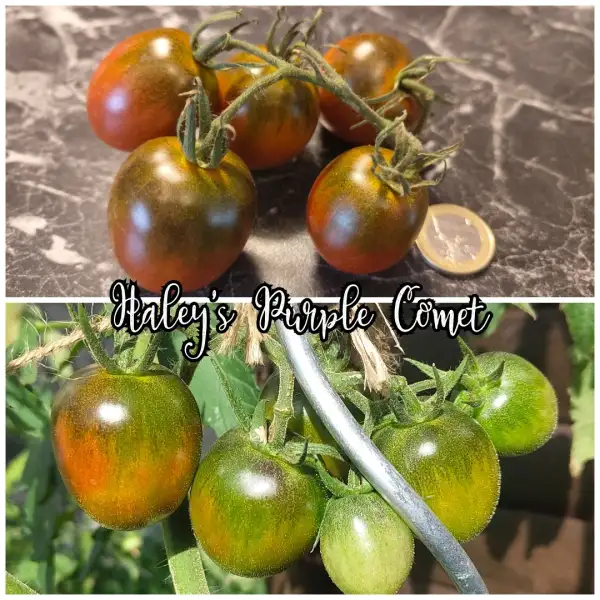 Tomaten: Haley´s Purple Comet