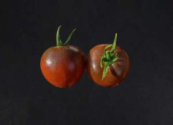 Tomaten: Haley’s Purple Comet