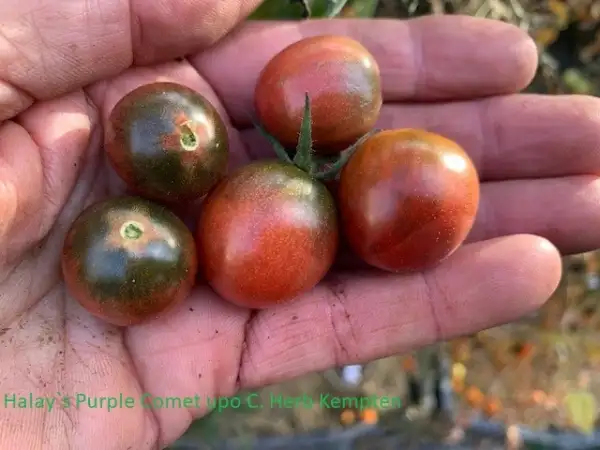 Tomaten: Haley`s Purple Comet