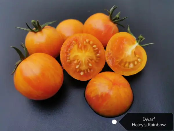 Tomaten: Haley´s Rainbow Dwarf