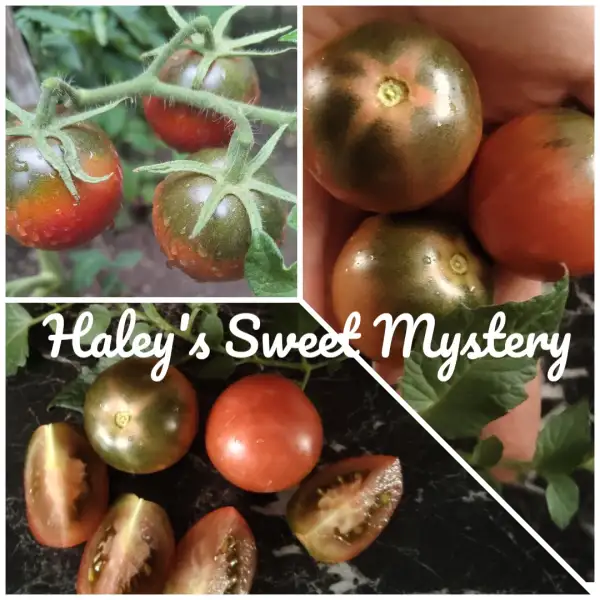 Tomaten: Haley