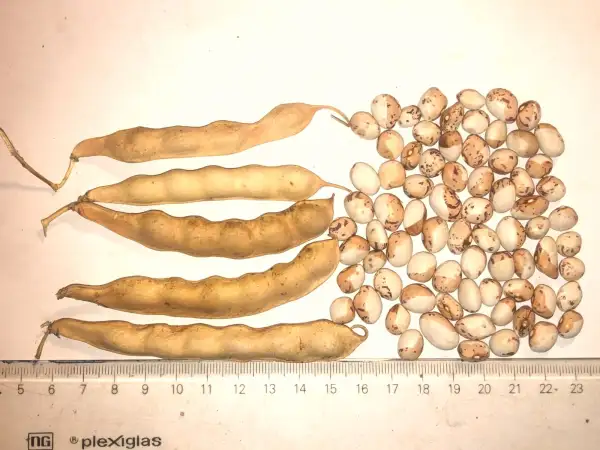 Bohnen: Half White Sugar