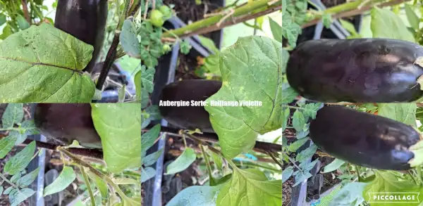 Auberginen: Halflange Violetta