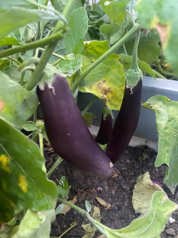 Auberginen: Halflange Violetta