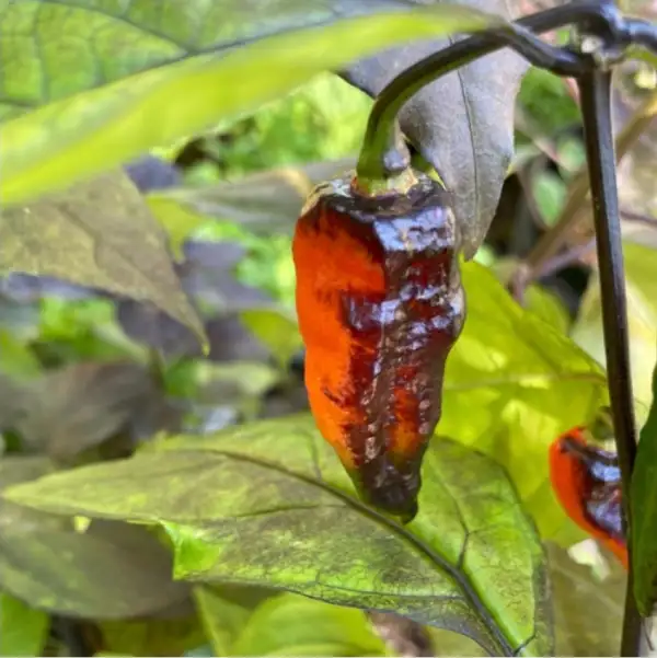 Chili / Paprika: Hallow