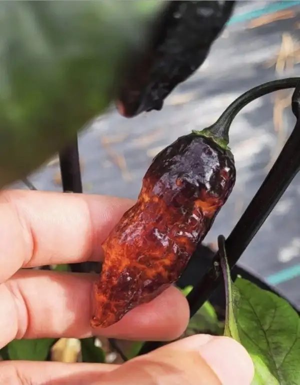 Chili / Paprika: Hallow