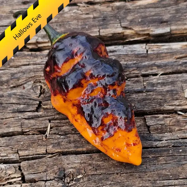 Chili: Hallows Eve