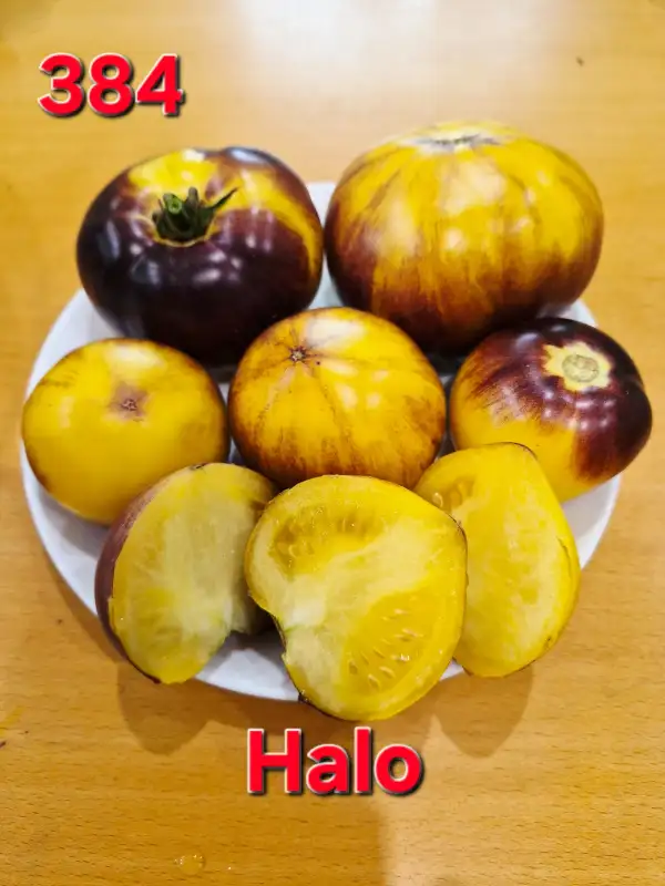 Tomaten: Halo