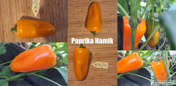 Chili / Paprika: Hamik - Paprika