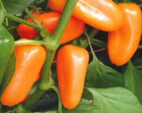 Paprika: Hamik