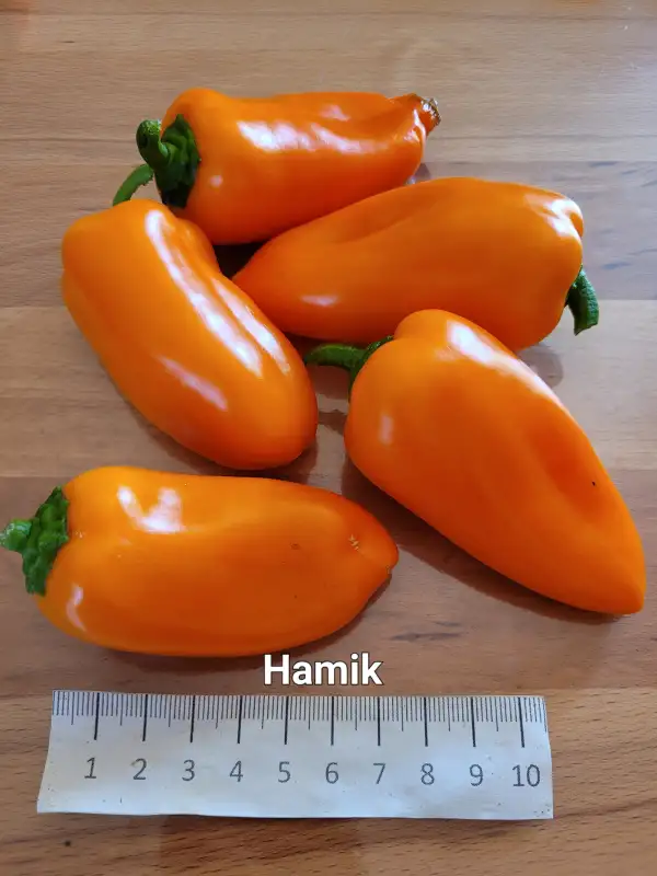 Chili / Paprika: Hamik 	Blockpaprika	50-70cm	Orange