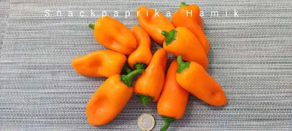 Chili / Paprika: Hamik Paprika