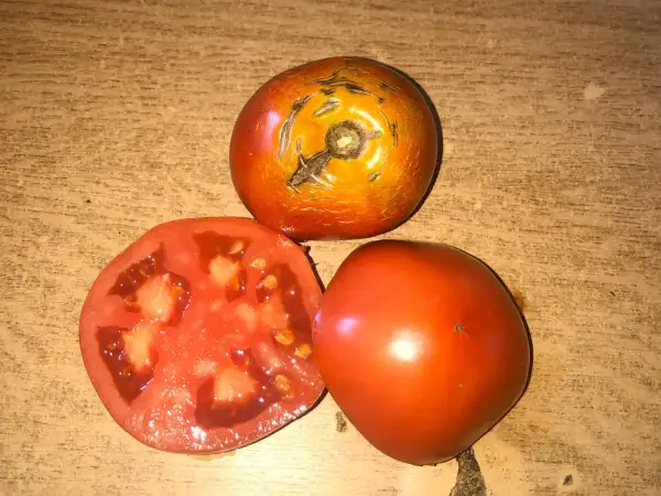 Tomaten: HANDSCHUHSHEIMER FELDTOMATE