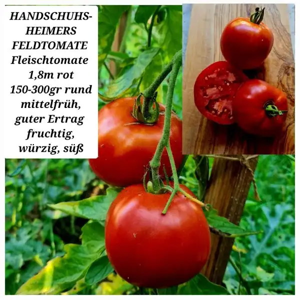 Tomaten: HANDSCHUHSHEIMER FELDTOMATE